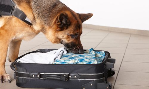 drug detection dog service