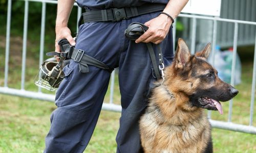 firearm detection k9 service