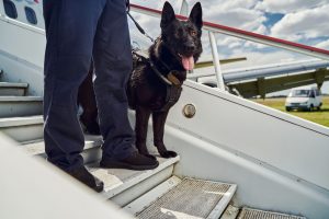 k9 detection for guns video